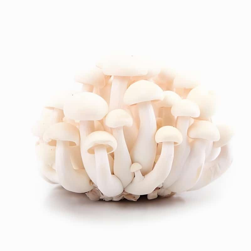 春季如何防止貯藥品霉變？早春