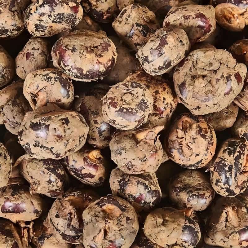 花生會(huì)胖嗎 常吃花生的驚人好處